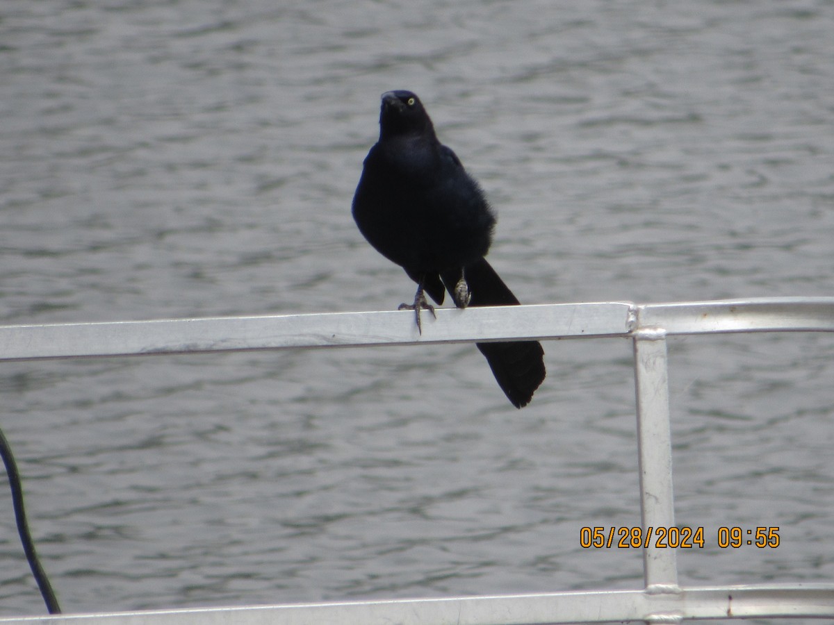 Great-tailed Grackle - ML619738898