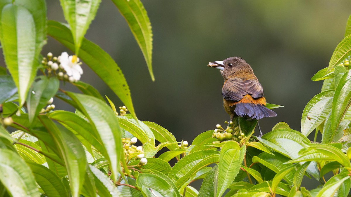 Scarlet-rumped Tanager - ML619738928