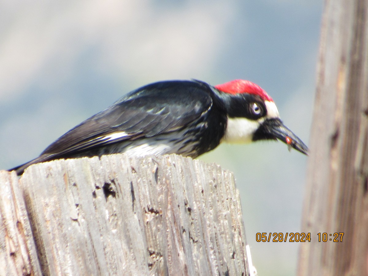 Acorn Woodpecker - ML619738936