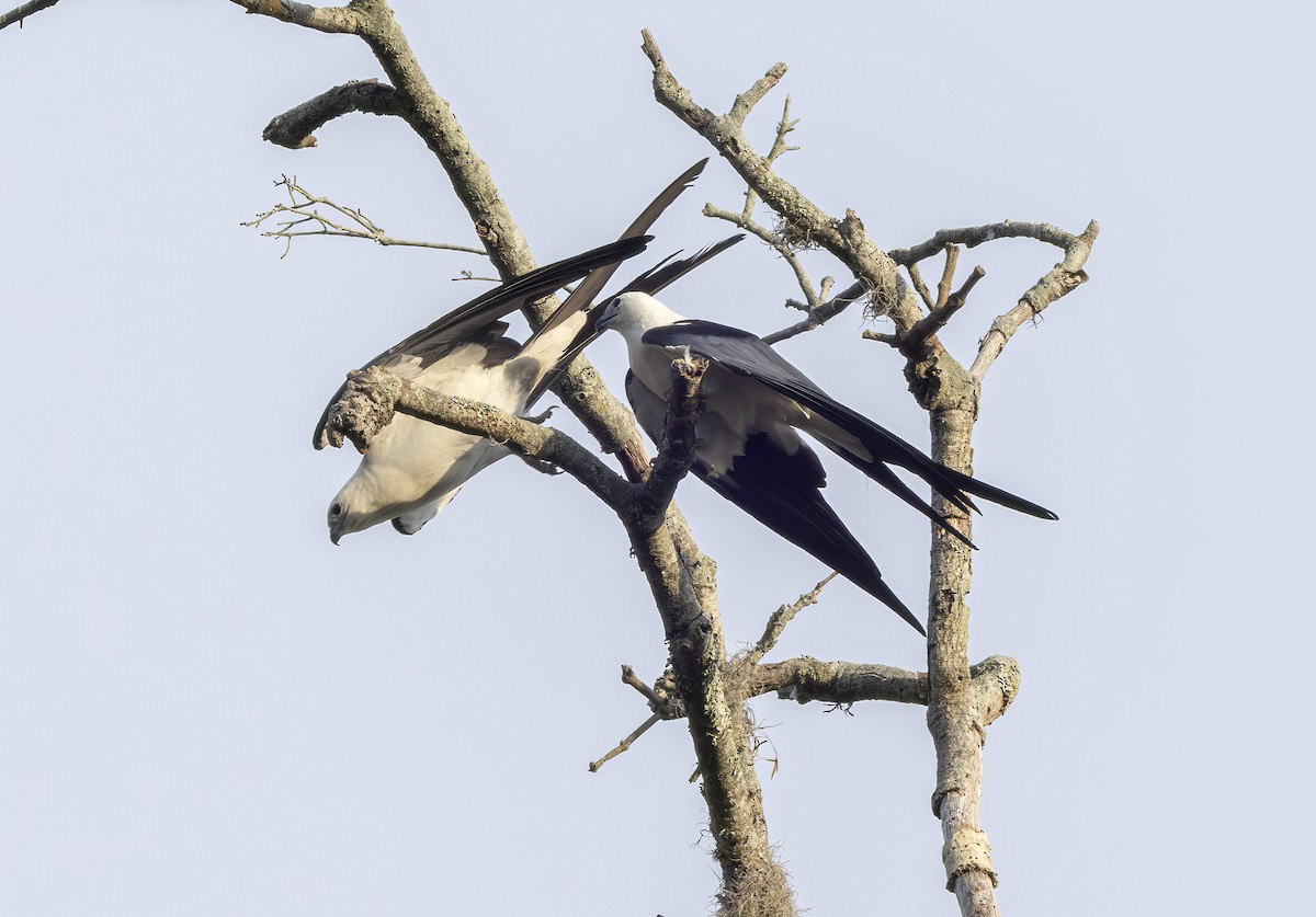 Swallow-tailed Kite - ML619738939