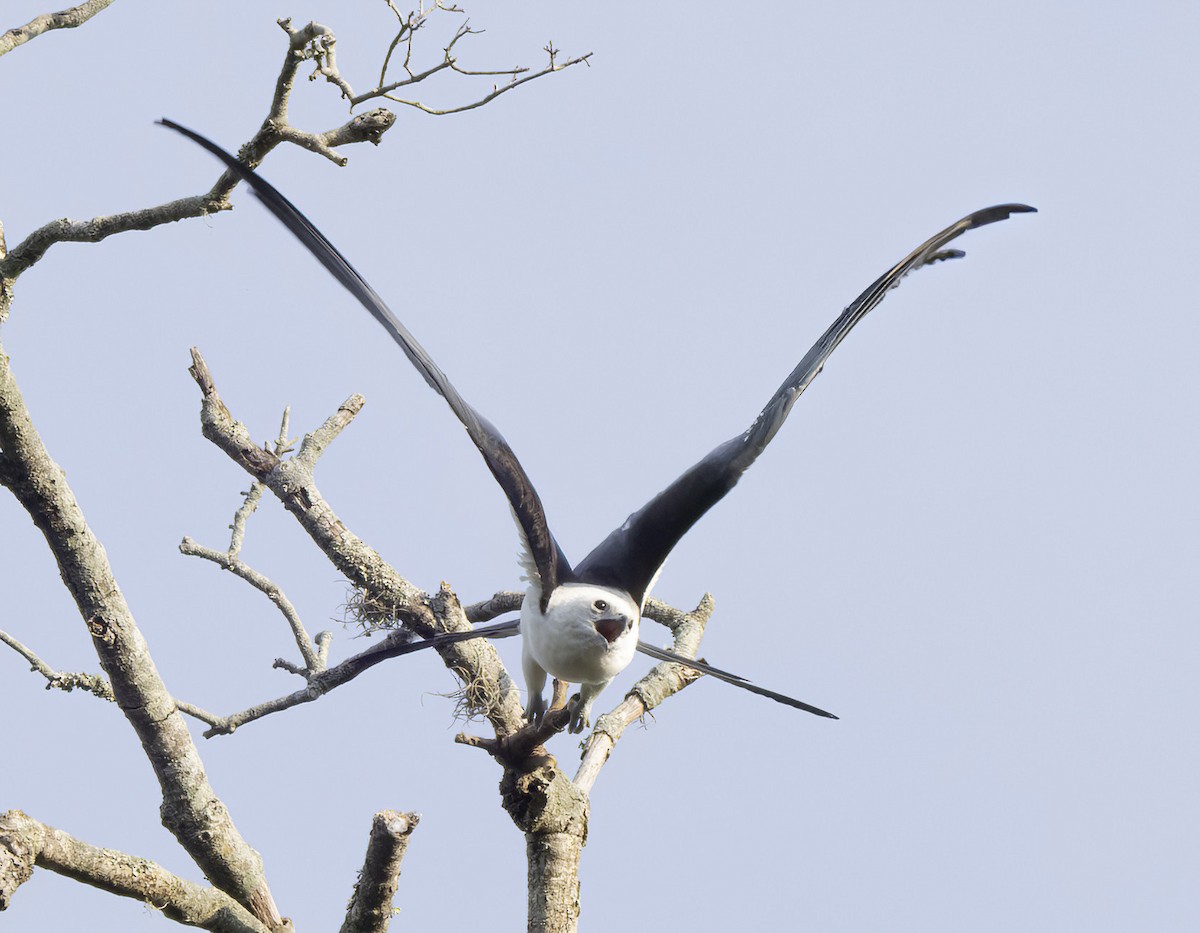 Swallow-tailed Kite - ML619738948