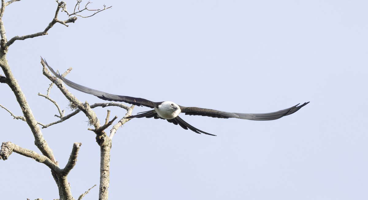 Swallow-tailed Kite - ML619738967