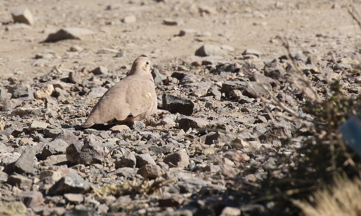 Golden-spotted Ground Dove - ML619738976