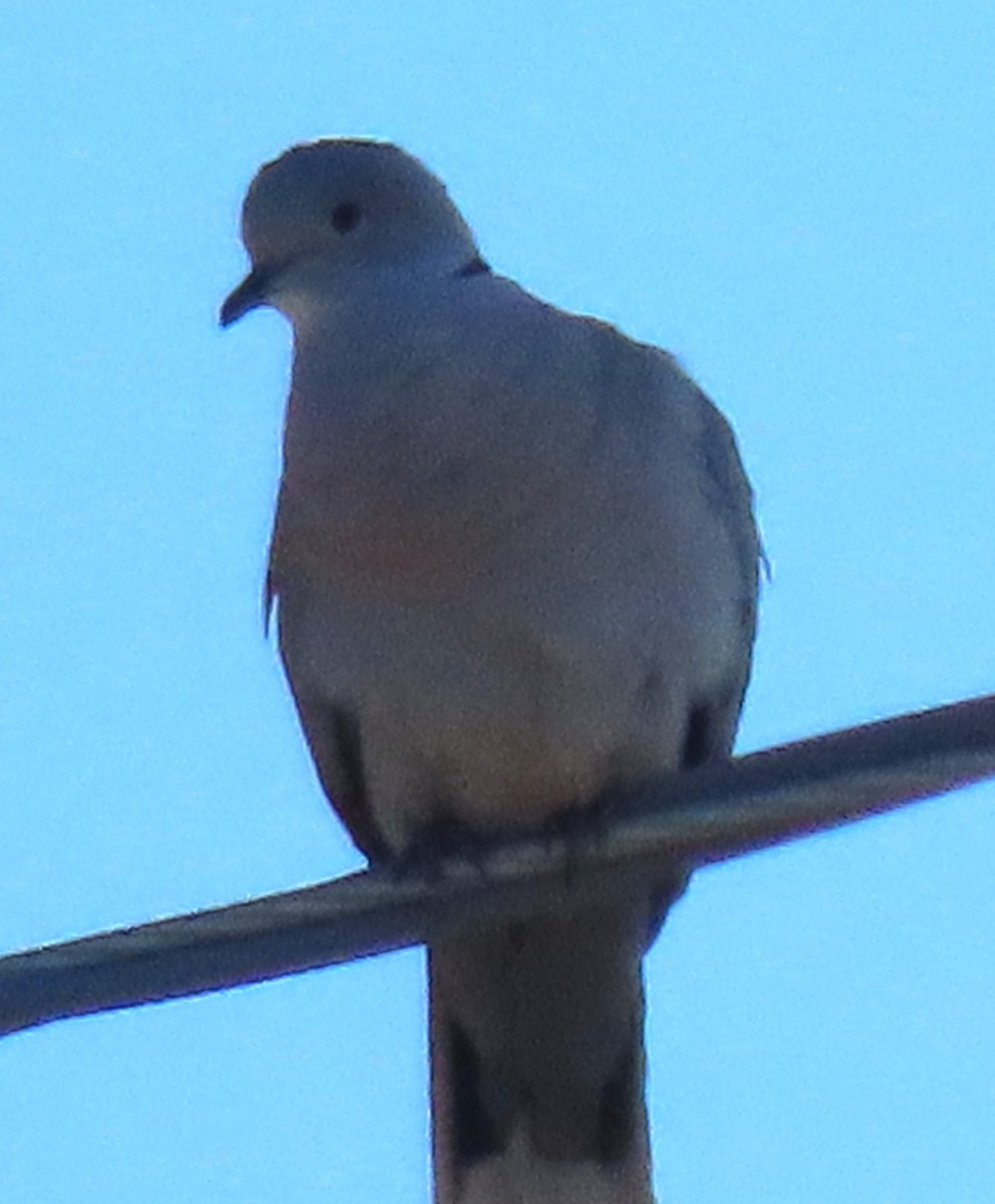 Eurasian Collared-Dove - ML619739034