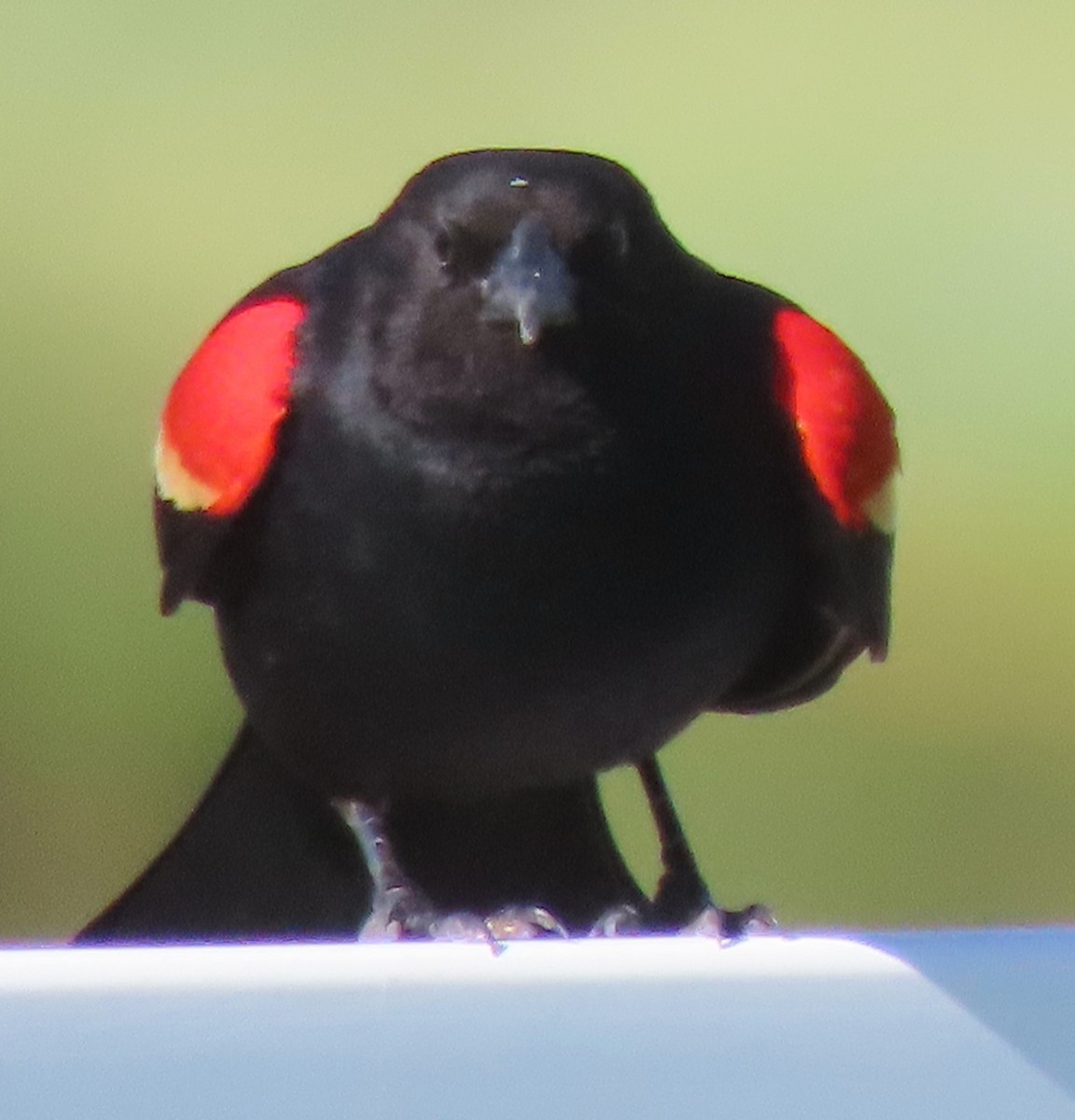 Red-winged Blackbird - ML619739097
