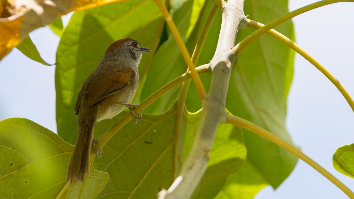 Pale-breasted Spinetail - ML619739113