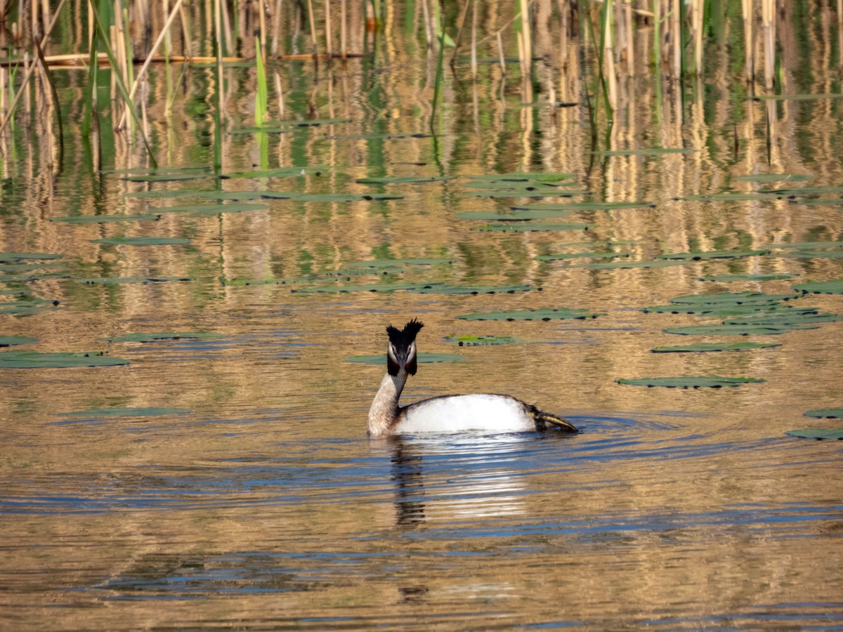 Great Crested Grebe - ML619739150