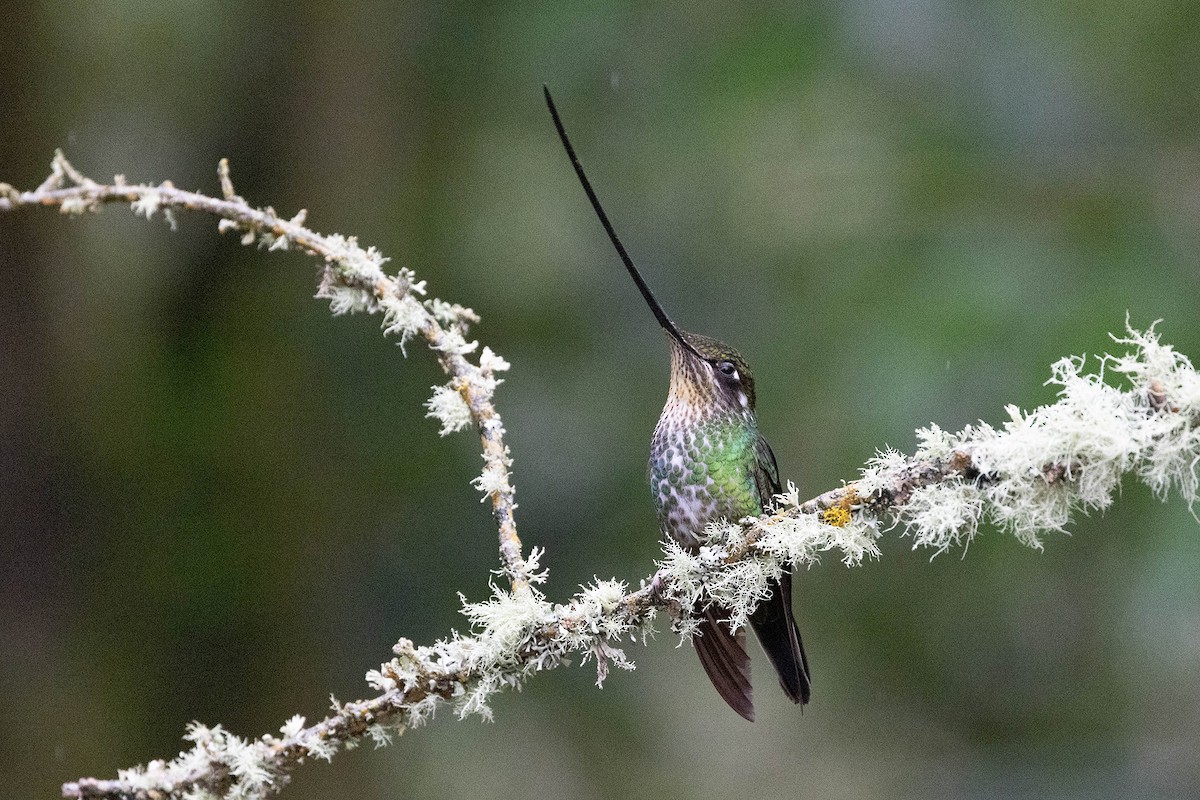 Sword-billed Hummingbird - ML619739156