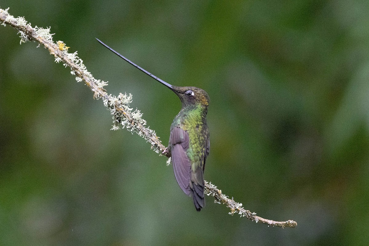 Sword-billed Hummingbird - ML619739179