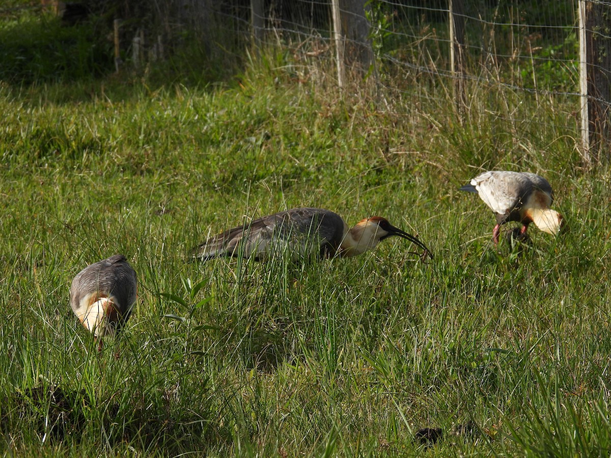 ibis bělokřídlý - ML619739182