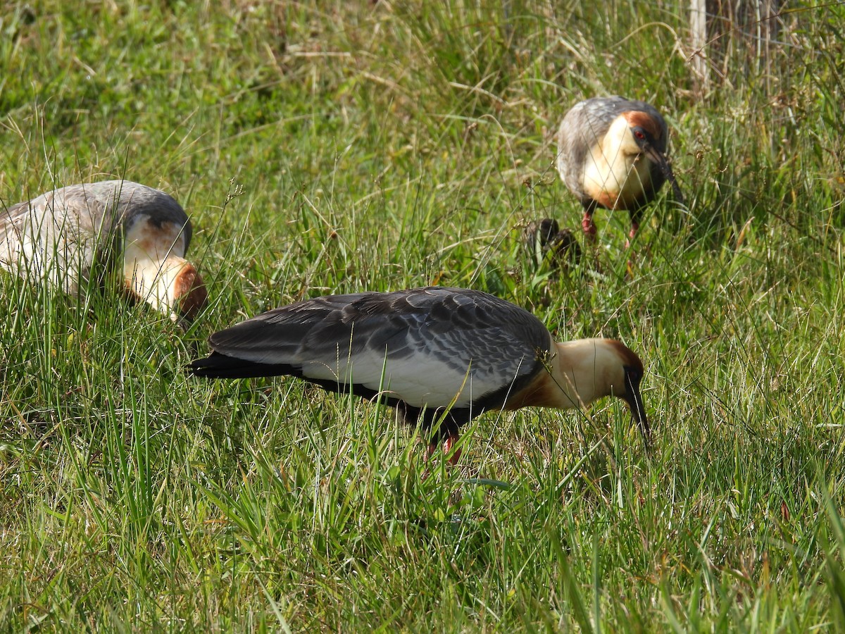ibis bělokřídlý - ML619739183