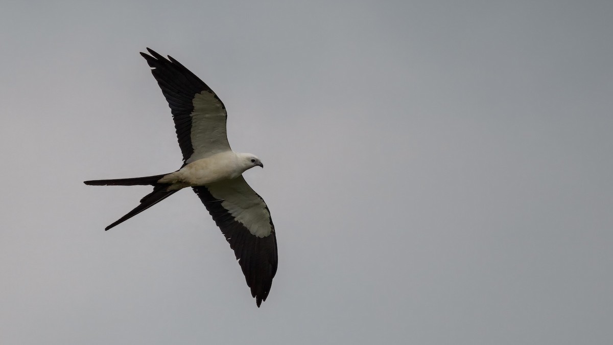 Swallow-tailed Kite - ML619739189