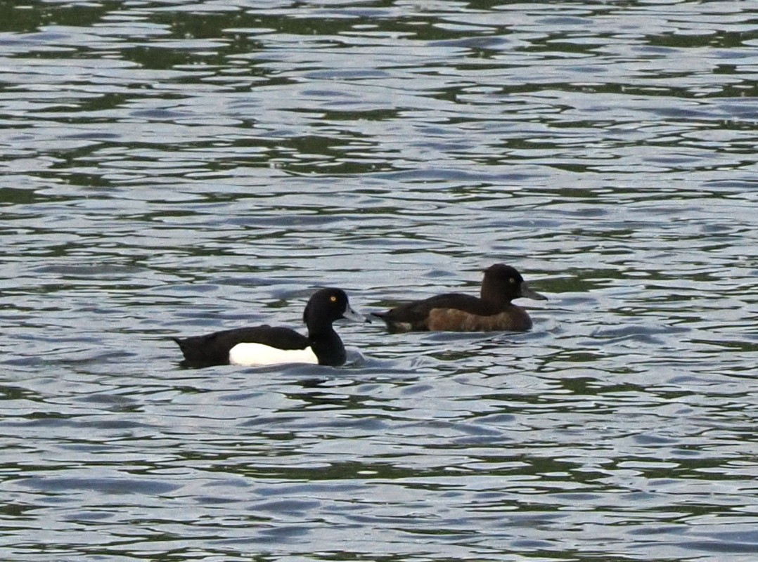 Tufted Duck - ML619739196