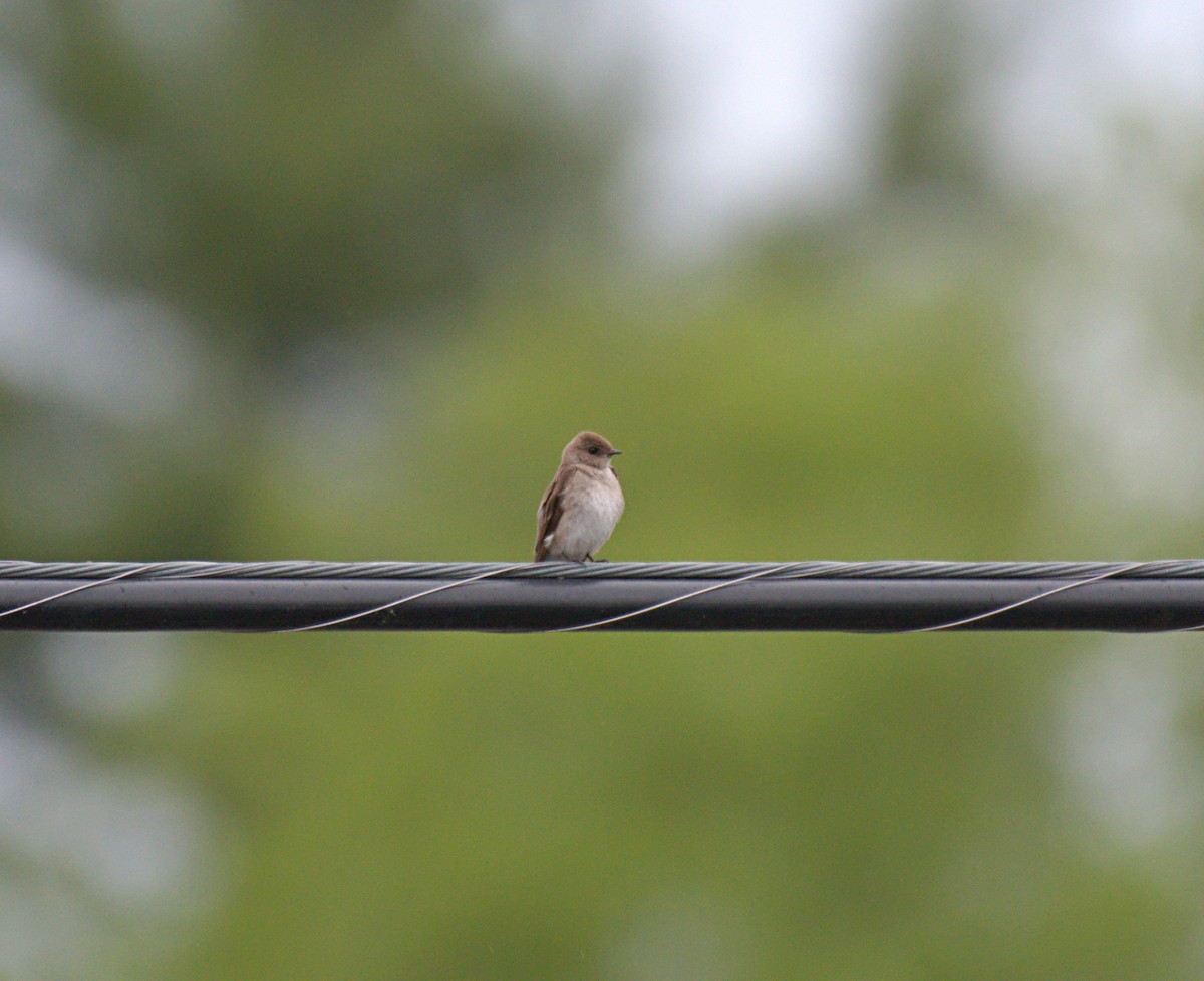 Northern Rough-winged Swallow - ML619739219