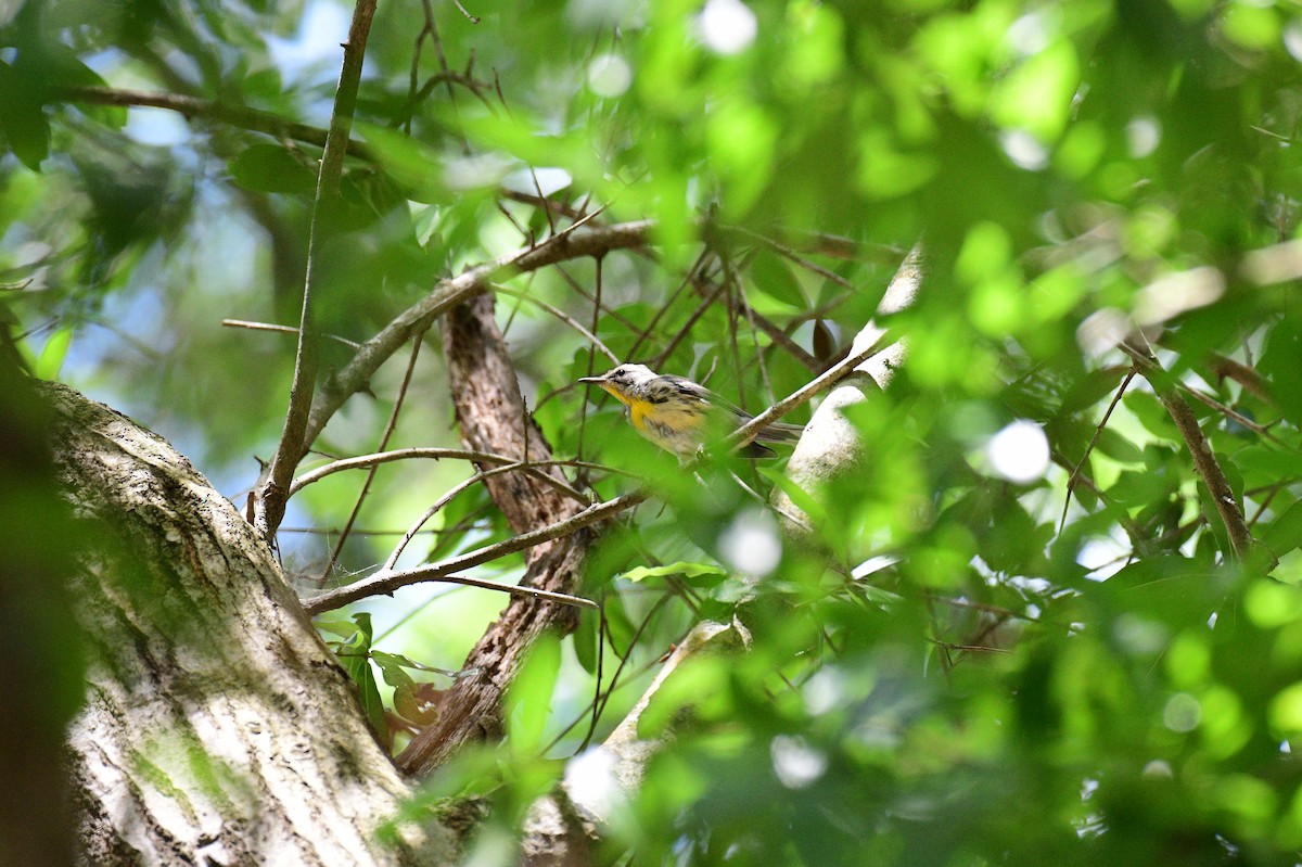 Yellow-throated Warbler - ML619739226