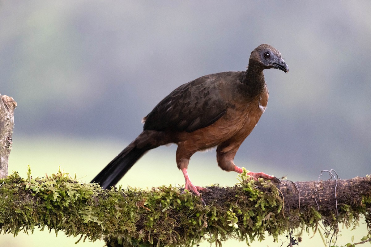 Sickle-winged Guan - ML619739239
