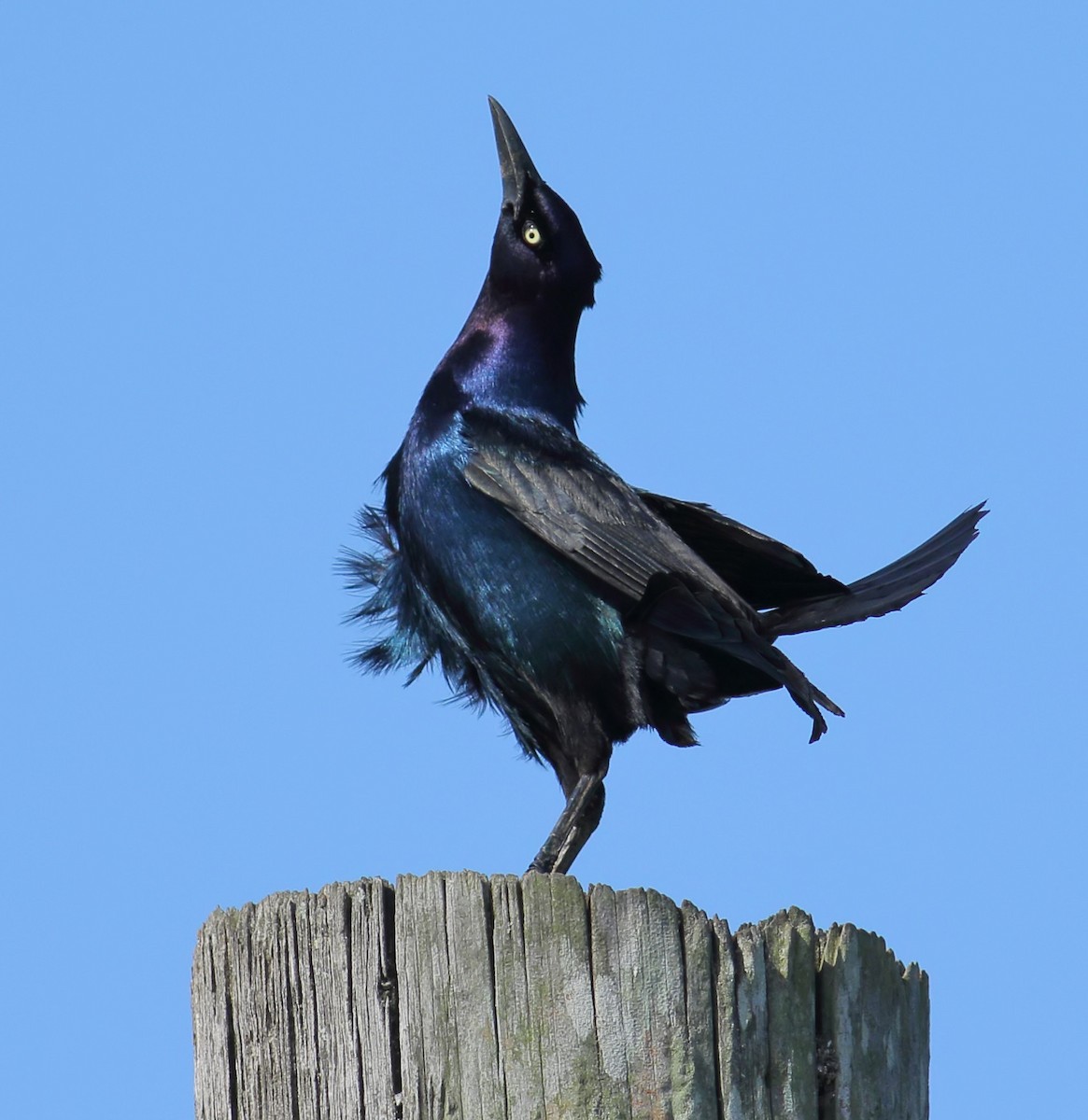 Boat-tailed Grackle - ML619739280