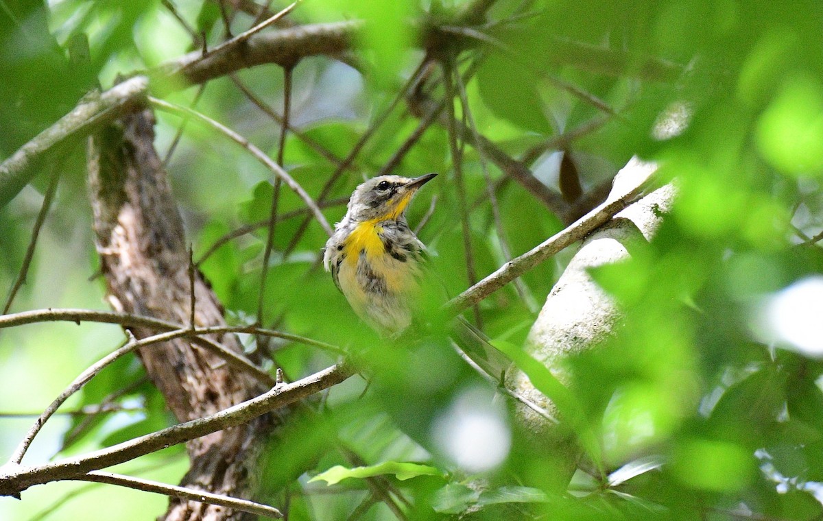 Yellow-throated Warbler - ML619739285