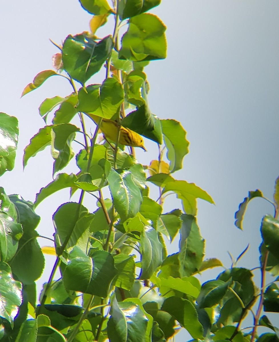 Yellow Warbler (Northern) - ML619739379
