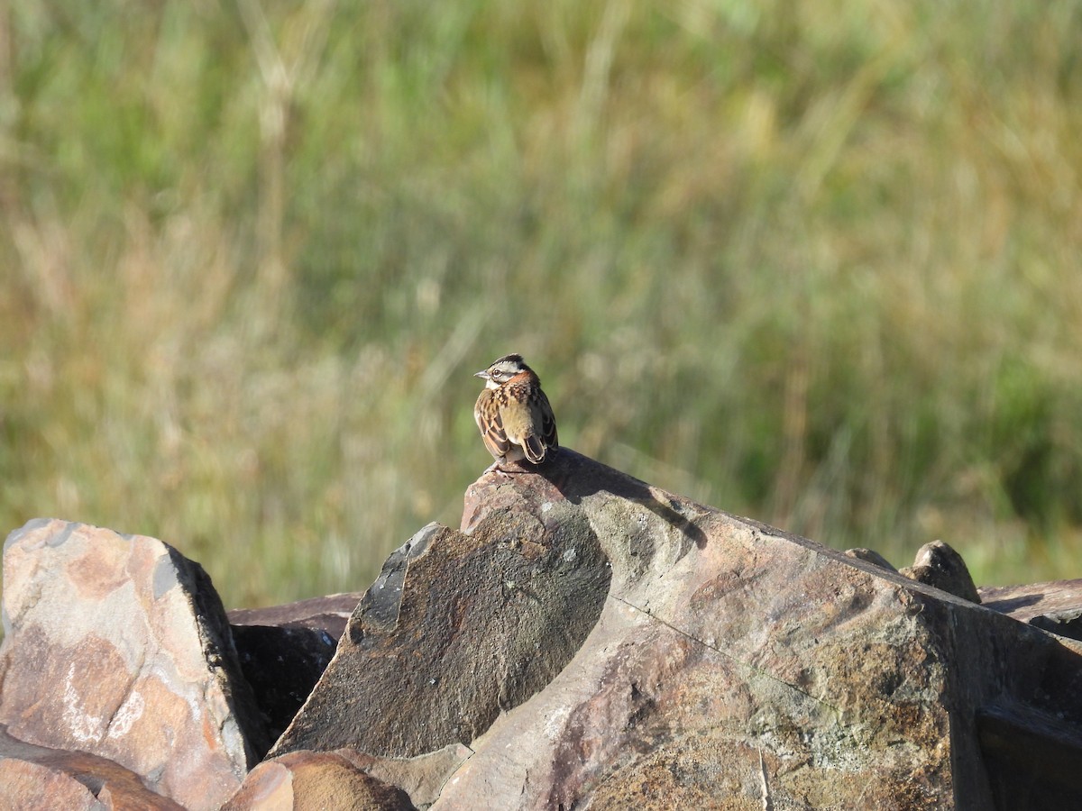 Rufous-collared Sparrow - ML619739407