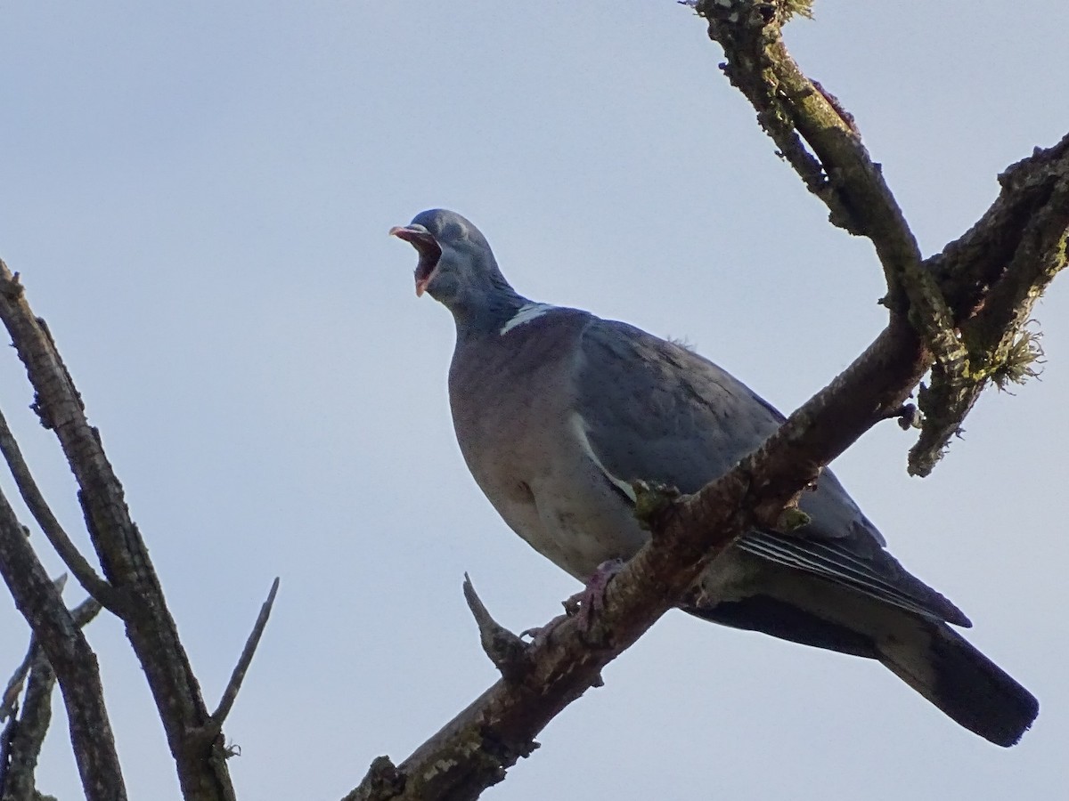 Common Wood-Pigeon - ML619739476