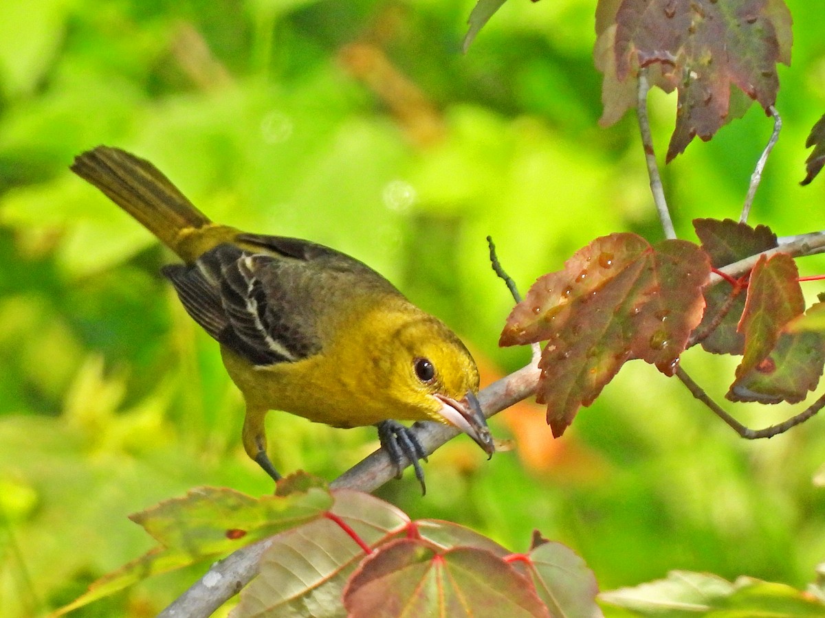 Orchard Oriole - ML619739485