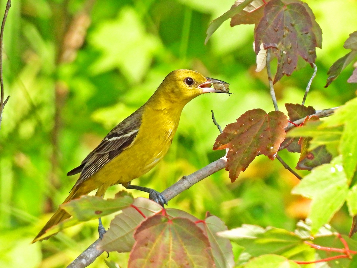 Orchard Oriole - ML619739506