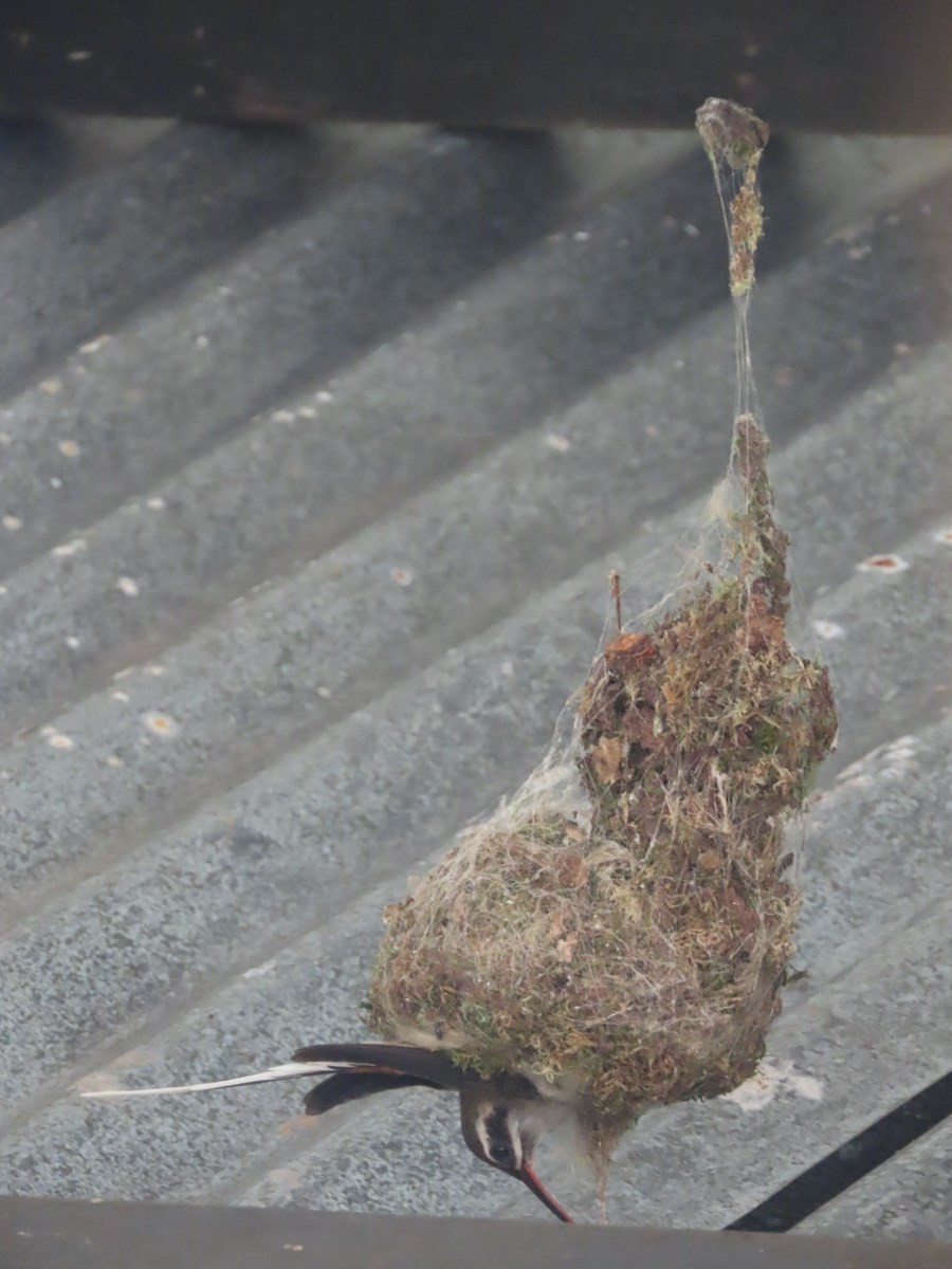 Белобородый колибри-отшельник - ML619739521