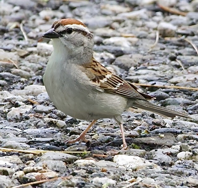 Chipping Sparrow - ML619739531