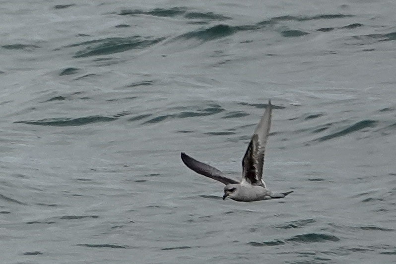 Fork-tailed Storm-Petrel - ML619739535