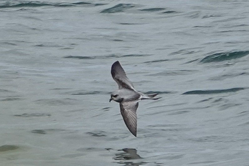 Fork-tailed Storm-Petrel - ML619739536