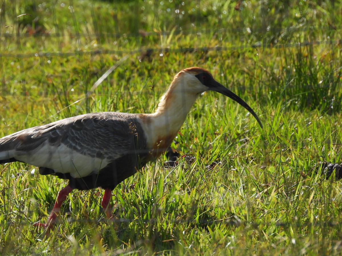 ibis bělokřídlý - ML619739547