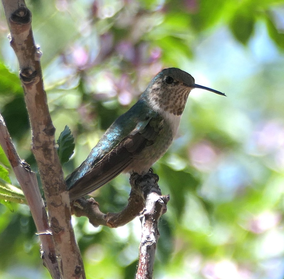 Broad-tailed Hummingbird - ML619739548