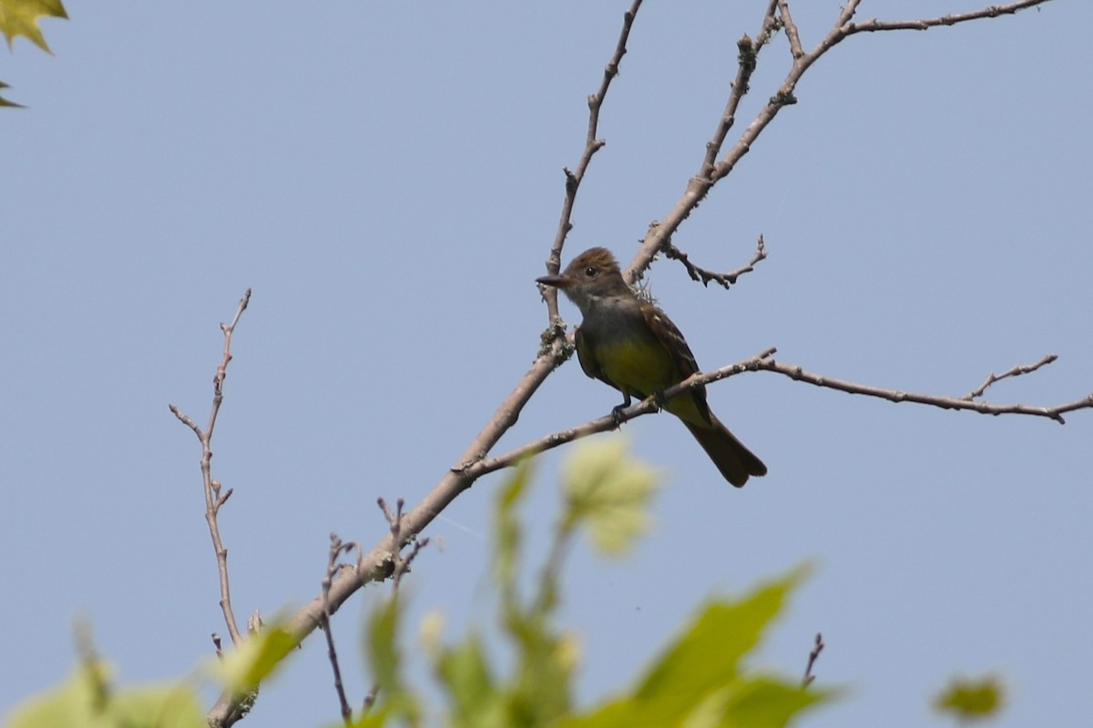 Great Crested Flycatcher - ML619739551