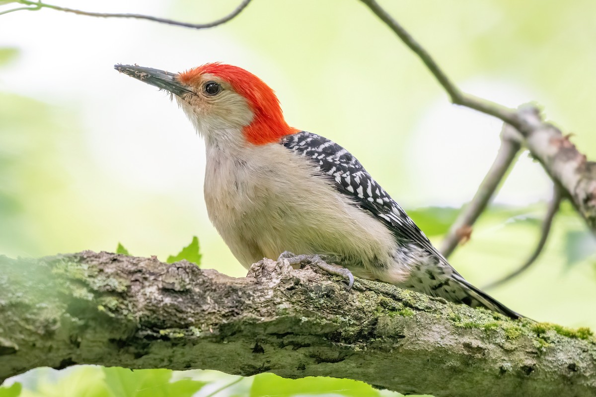 Red-bellied Woodpecker - ML619739554