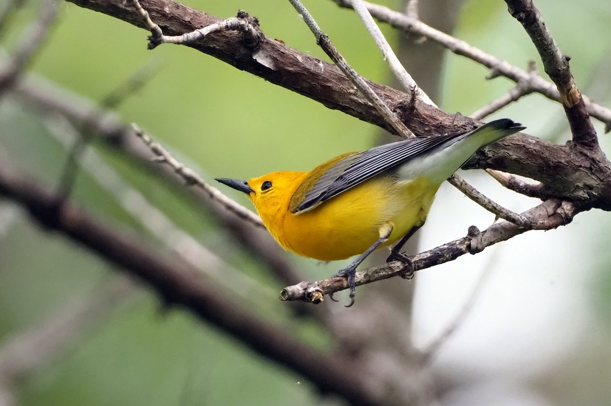 Prothonotary Warbler - ML619739557