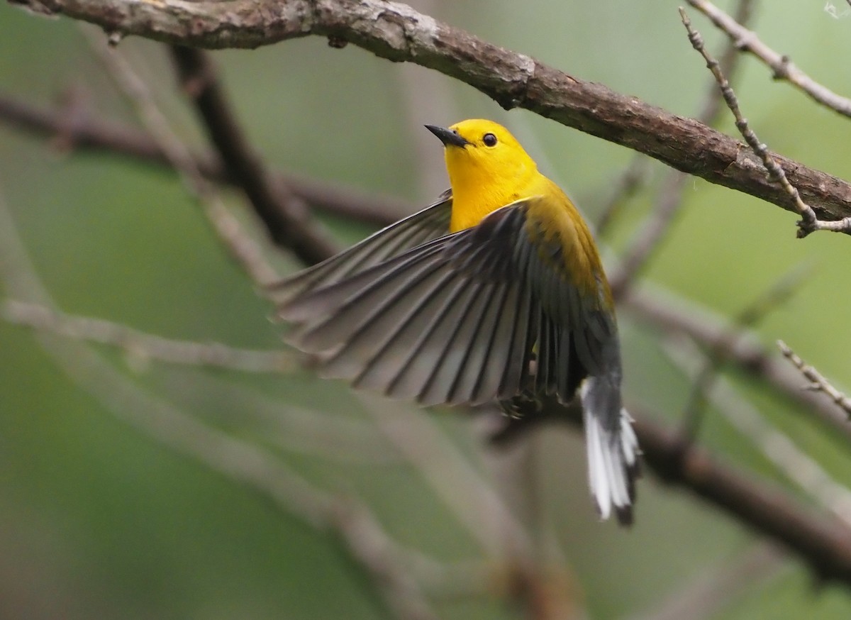 Prothonotary Warbler - ML619739558