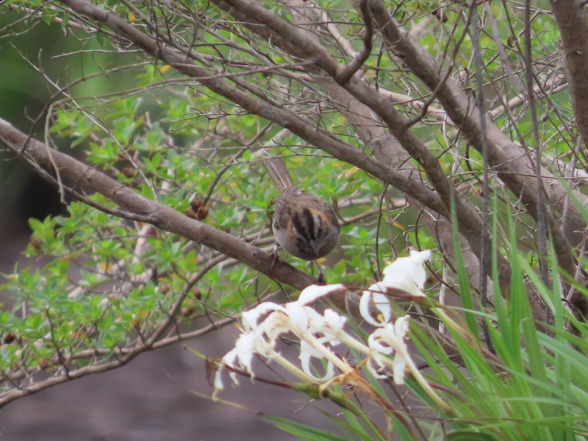 Rufous-collared Sparrow - ML619739607
