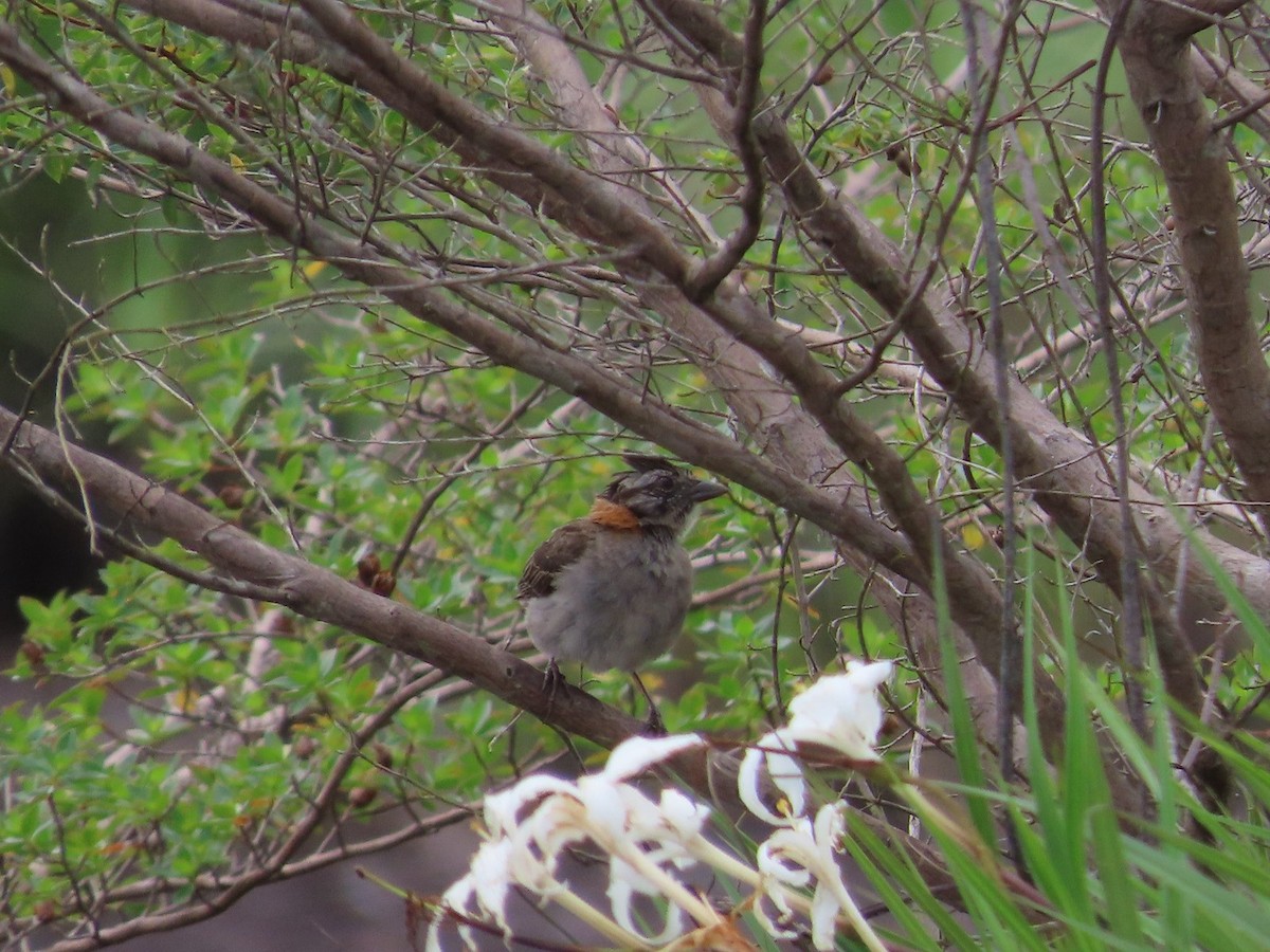 Rufous-collared Sparrow - ML619739608