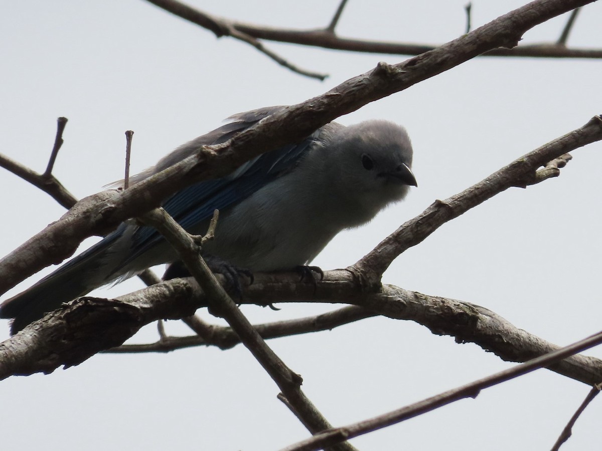 Blue-gray Tanager - ML619739628