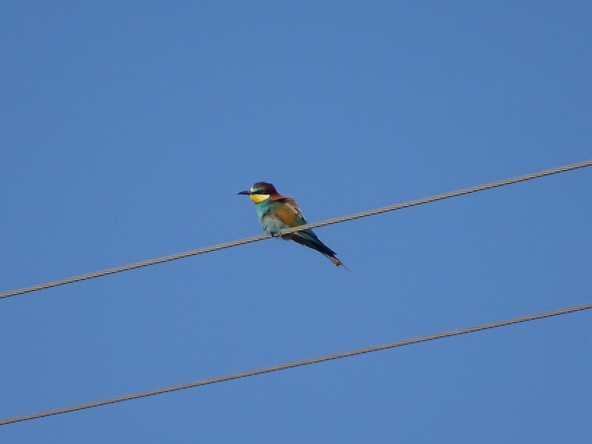 European Bee-eater - ML619739642