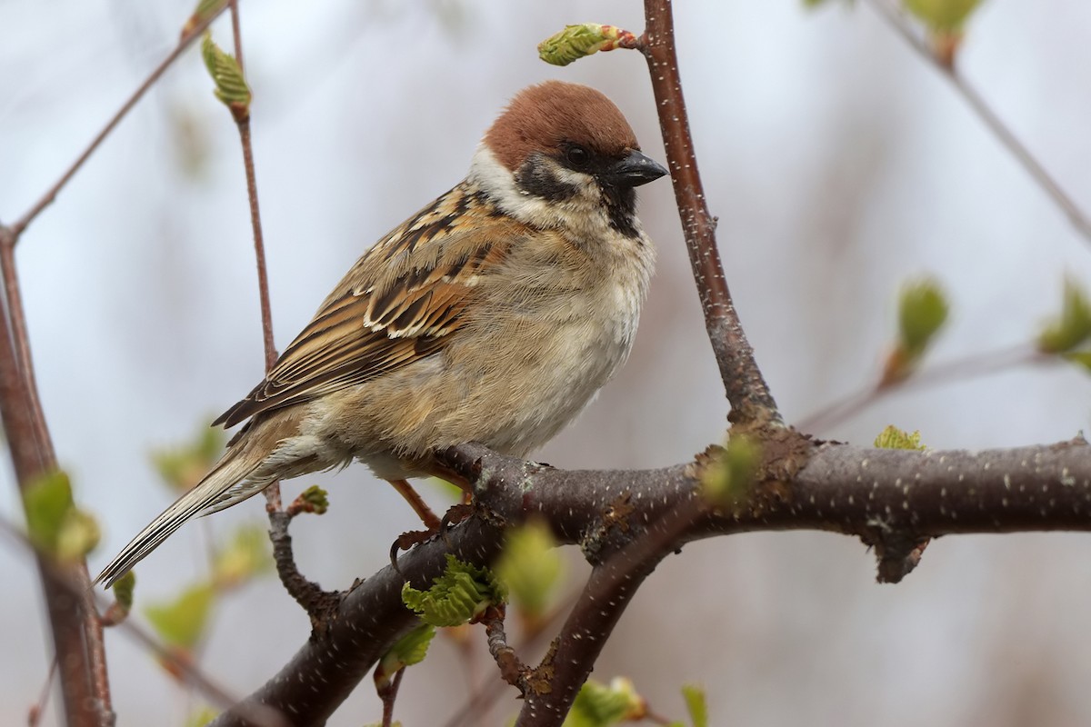 Eurasian Tree Sparrow - ML619739675