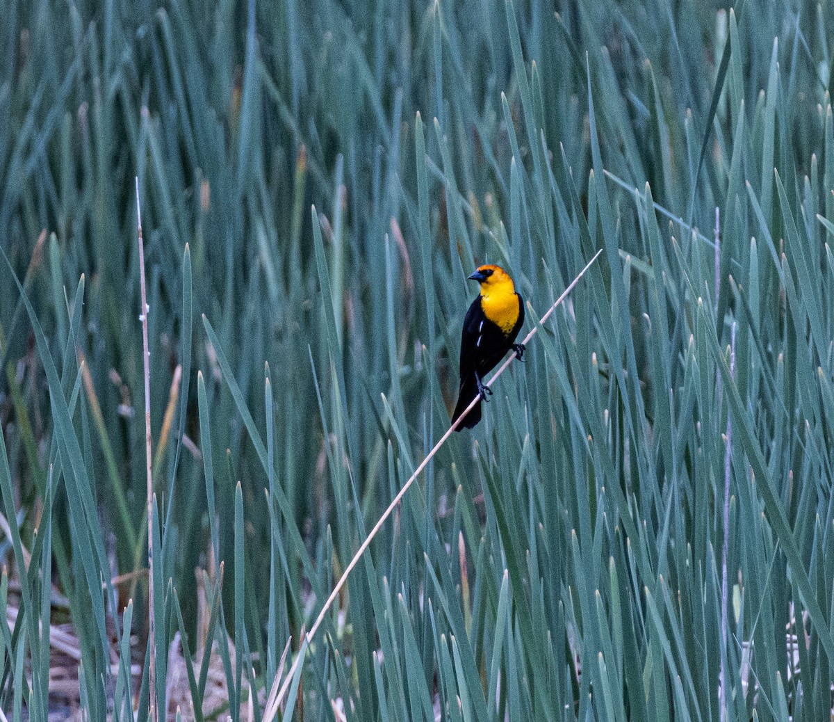 Yellow-headed Blackbird - ML619739684