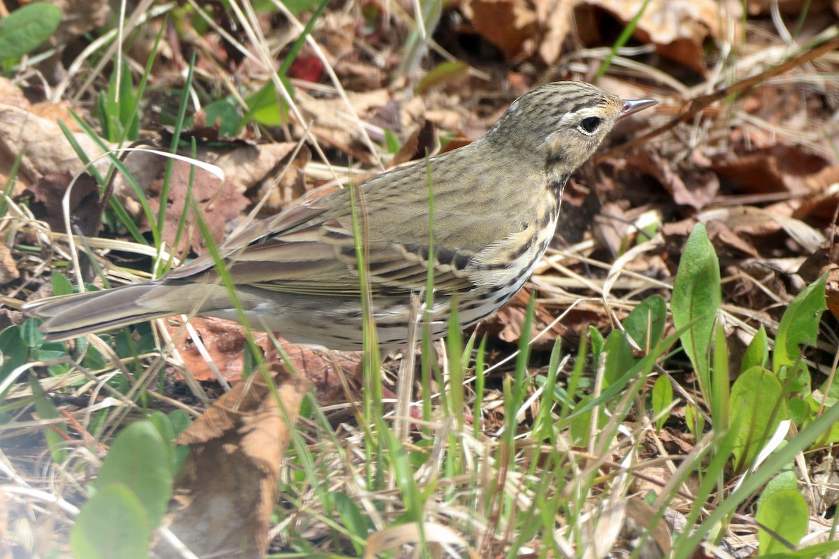 Olive-backed Pipit - ML619739685