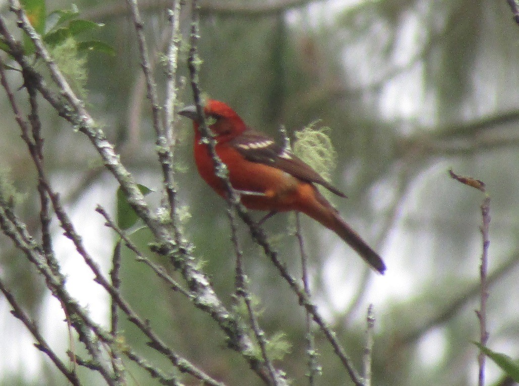 Flame-colored Tanager - ML619739698