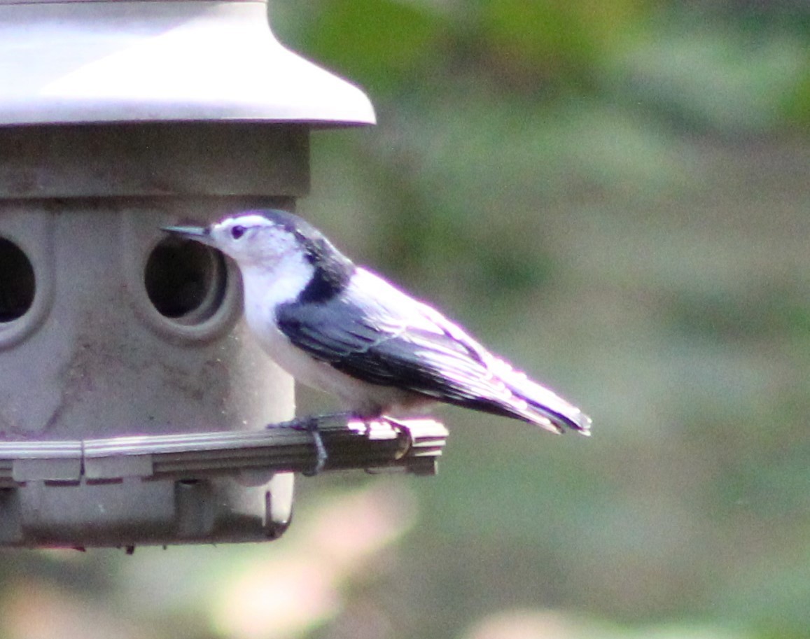 White-breasted Nuthatch - ML619739744