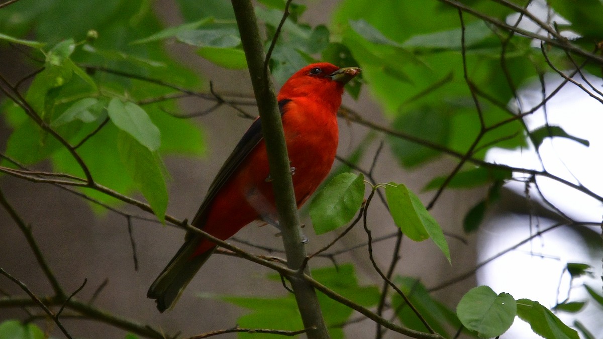 Scarlet Tanager - ML619739760