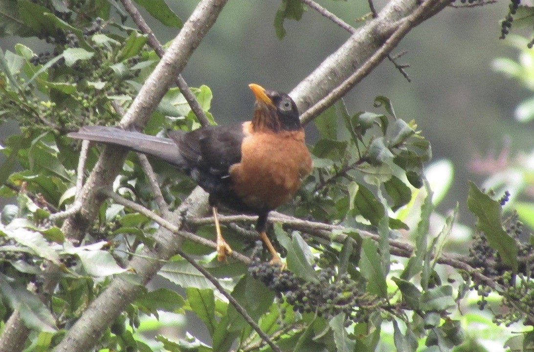 Rufous-collared Robin - ML619739818