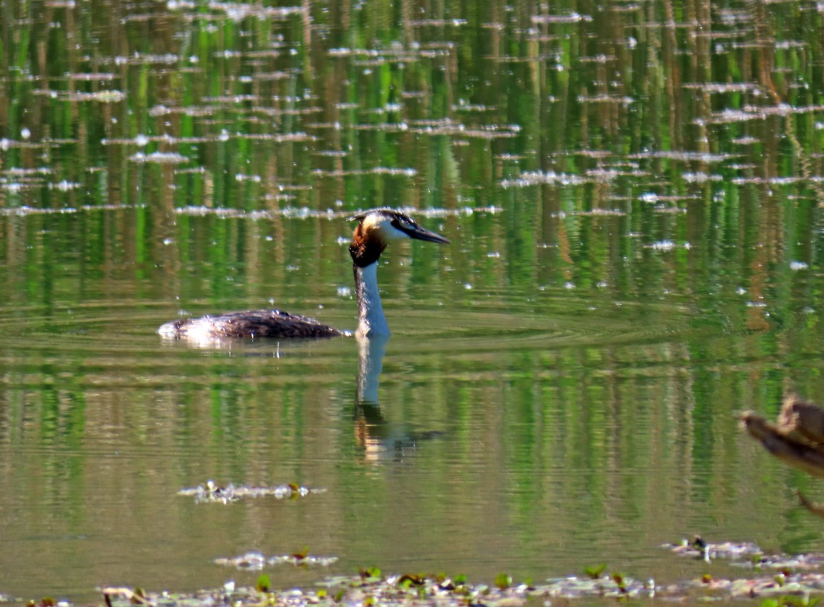 Great Crested Grebe - ML619739840