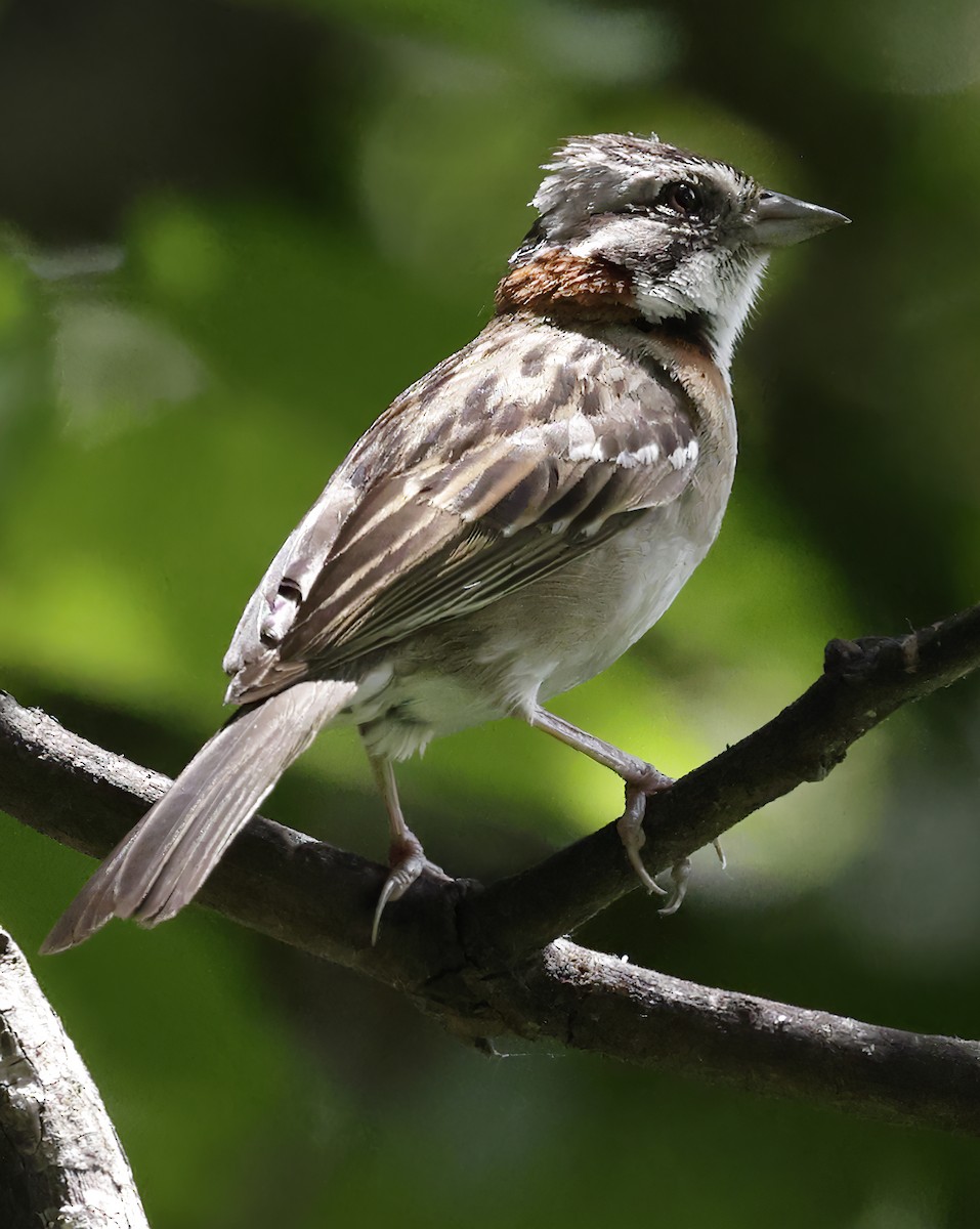 Rufous-collared Sparrow - ML619739841